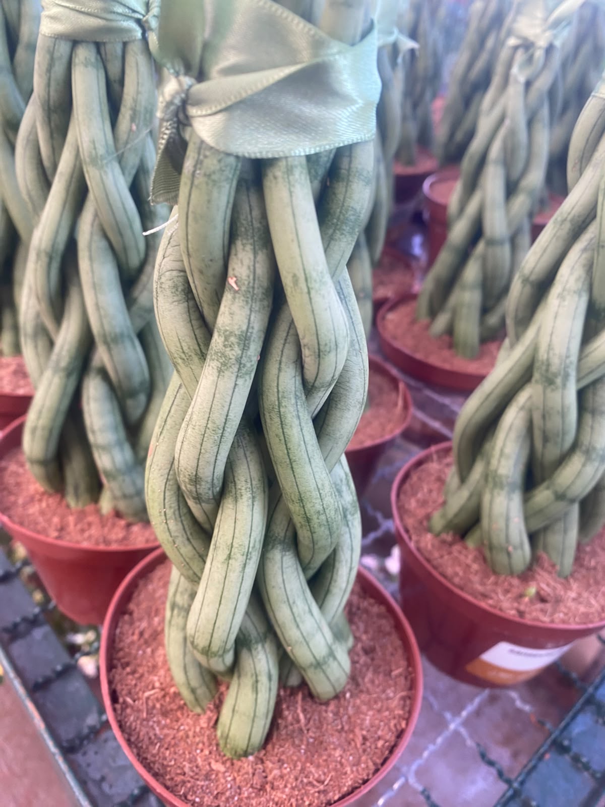 Bambu-da-sorte trançado em vaso decorativo