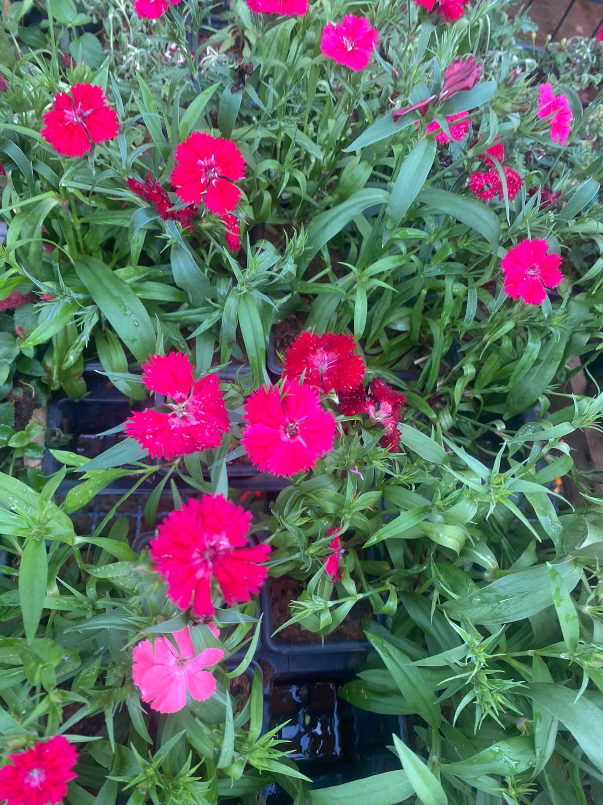 Cravinas em tons de rosa e vermelho da Lulu Flores Garden