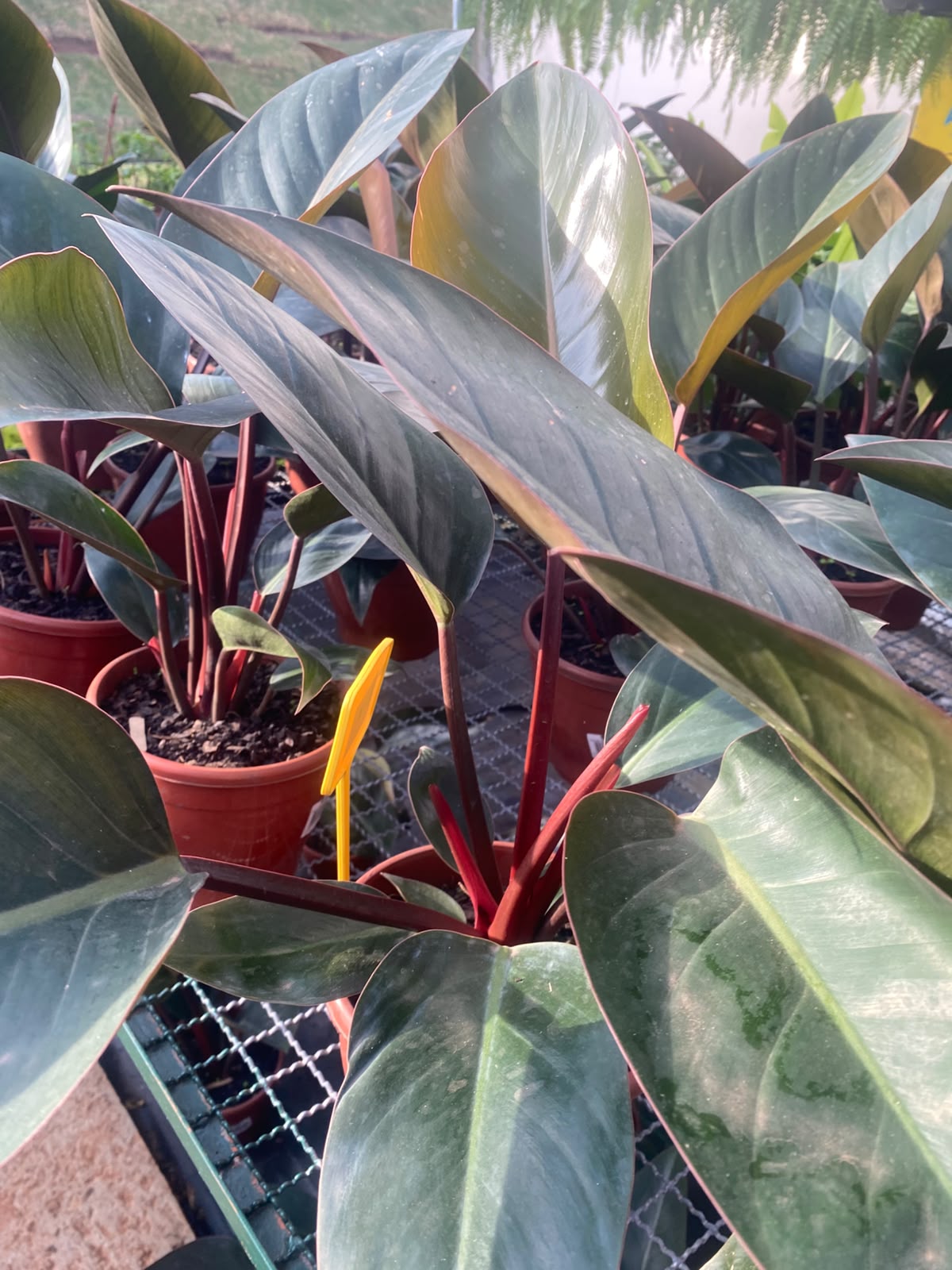 Folhagem de philodendron em tons profundos de verde