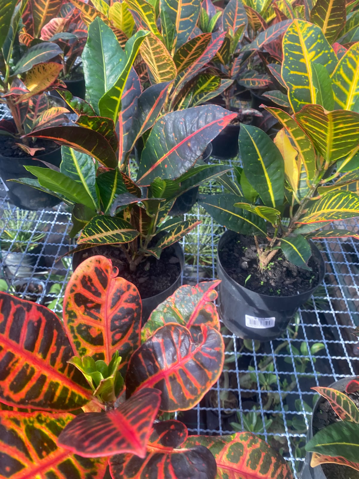 Folhagens de crótons em tons de vermelho, verde e amarelo