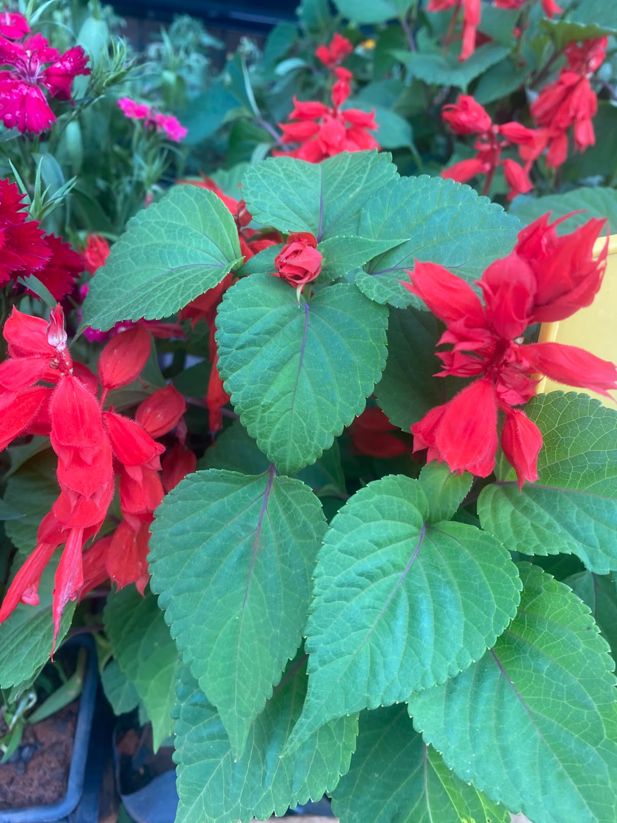 Canteiro de salvias vermelhas e coleus
