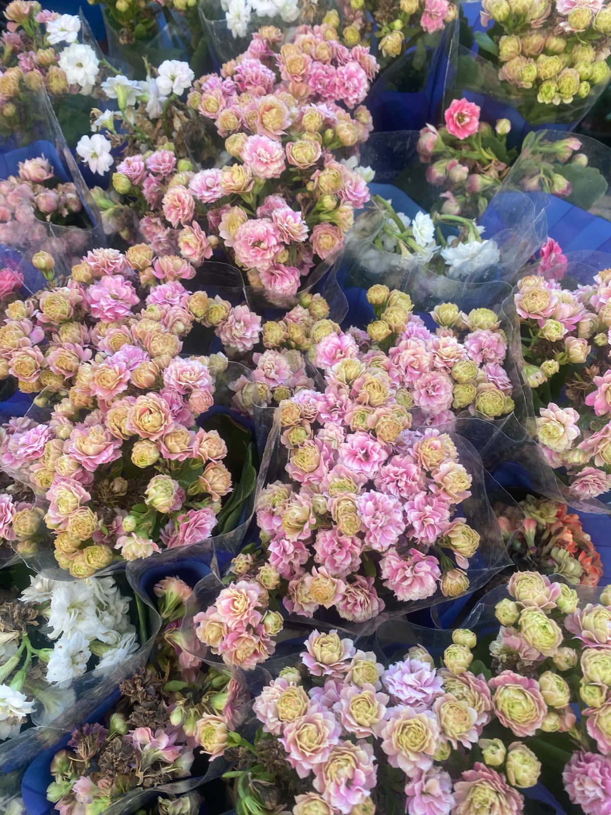 Kalanchoes rosa e amarelo embalados