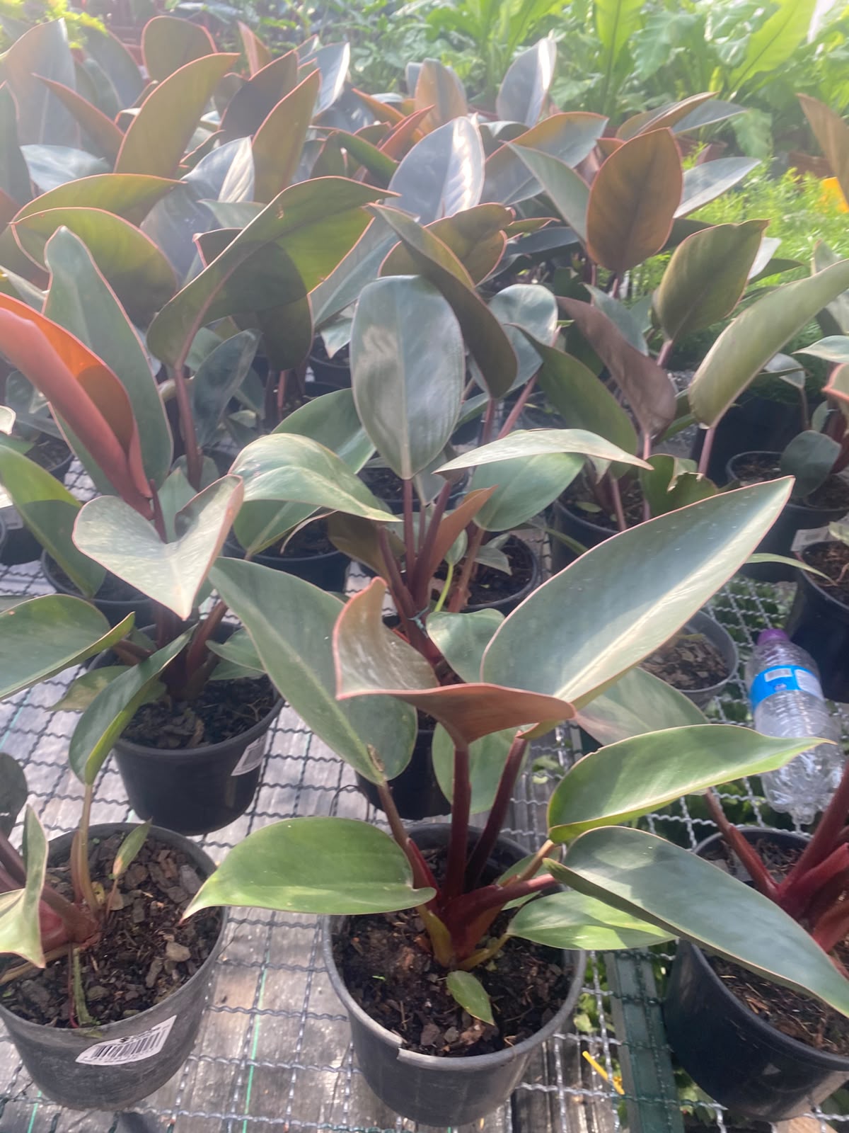Philodendrons de folhas avermelhadas em viveiro