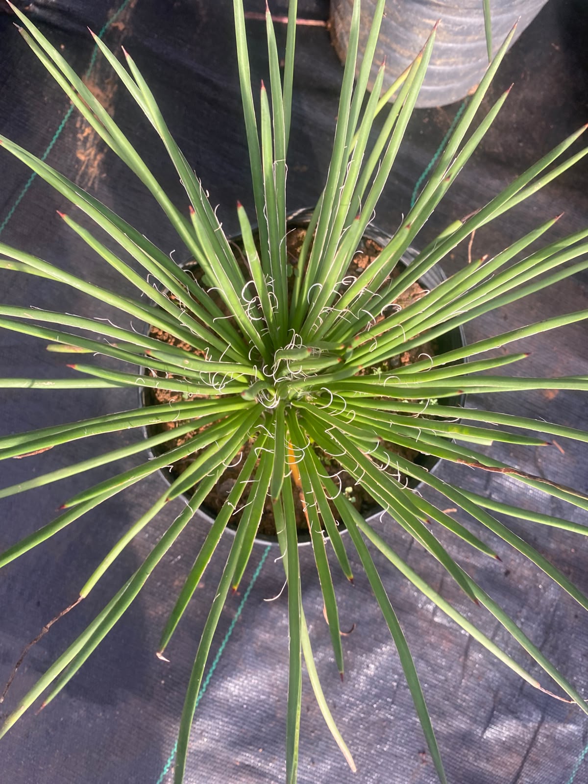 Yucca em vaso
