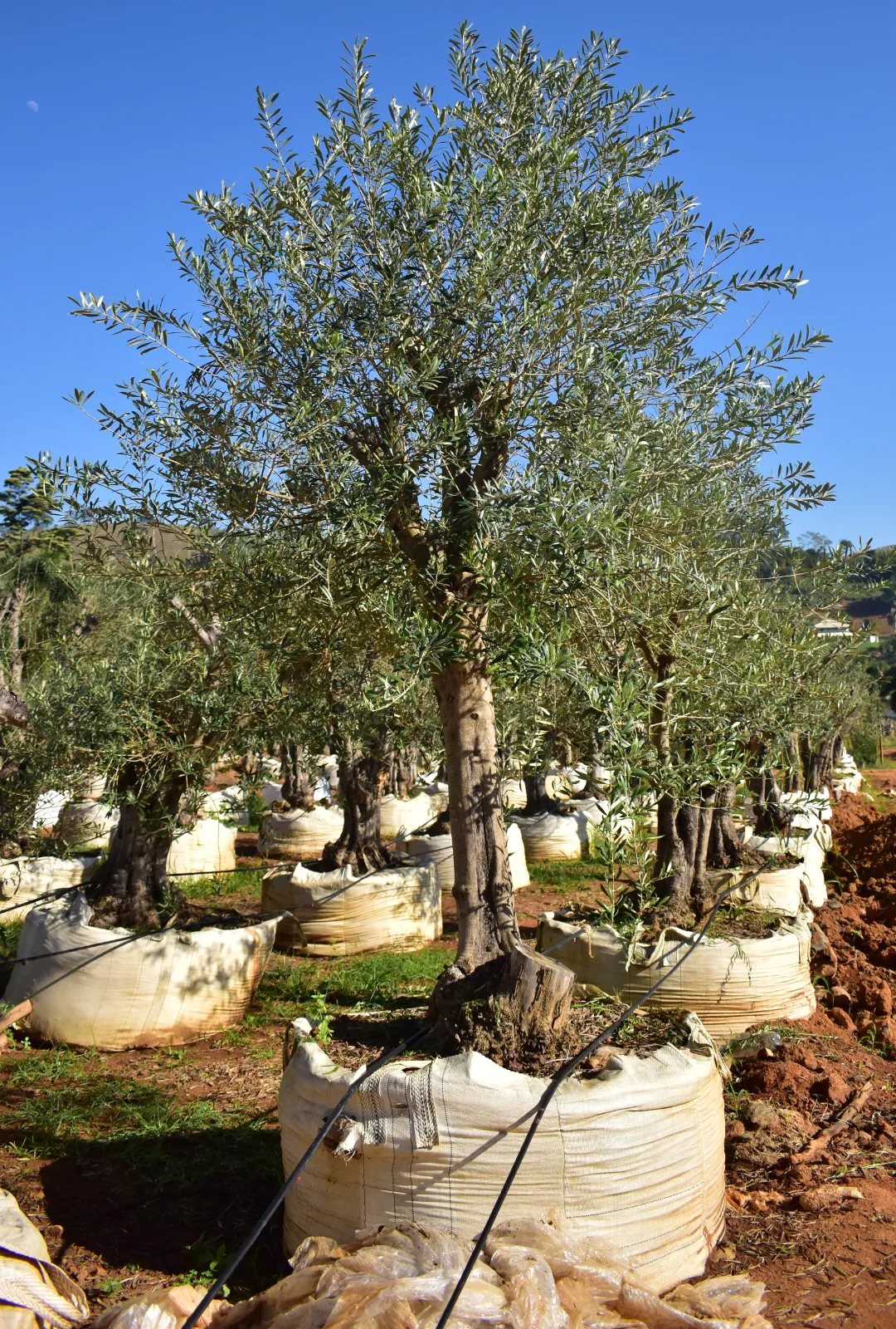 Oliveiras em cultivo