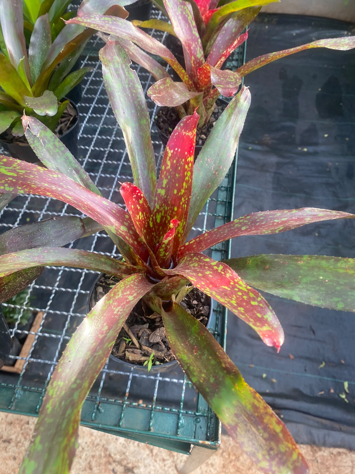 Bromélia em tons de vermelho e verde