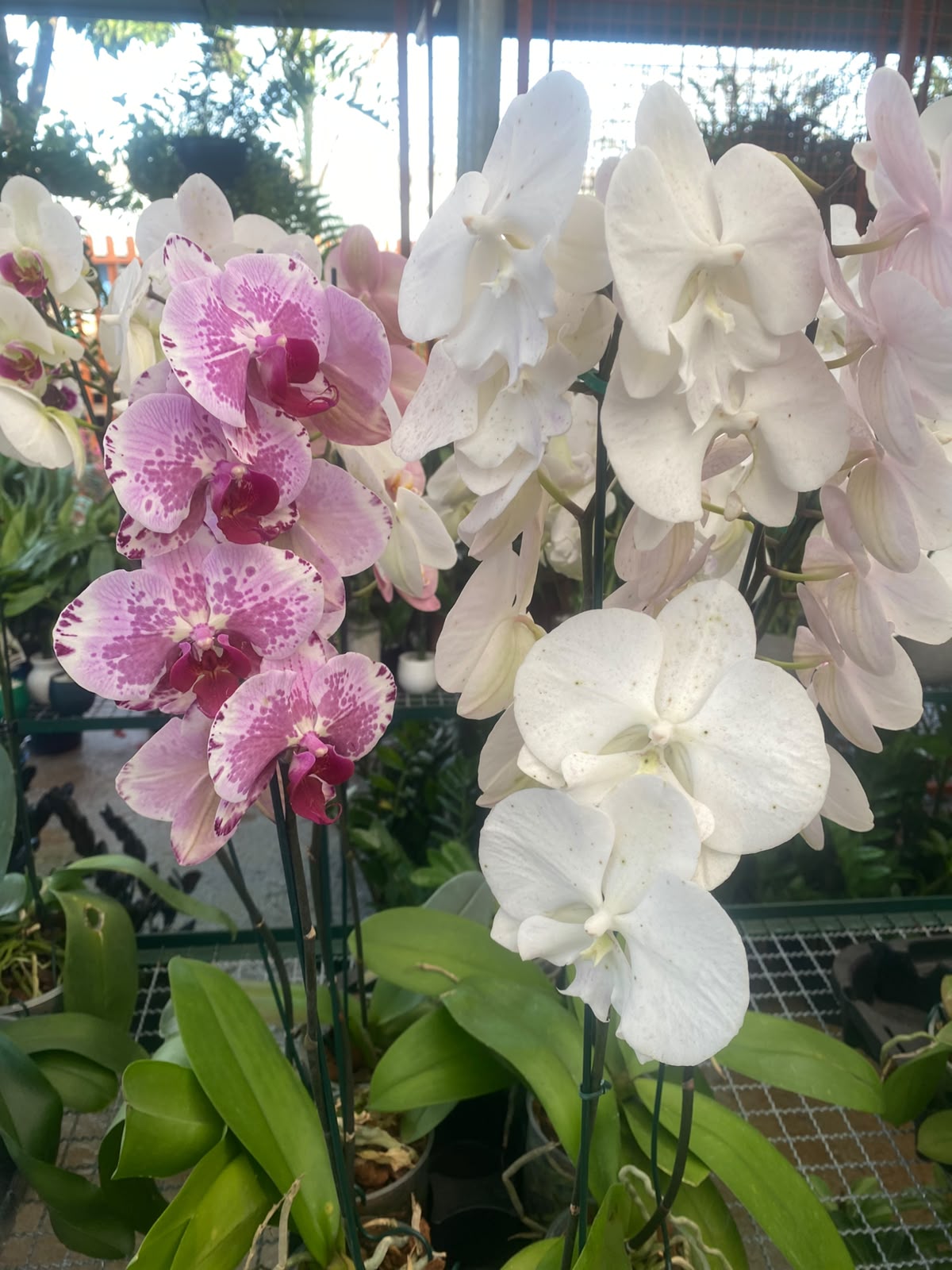 Orquídeas brancas e rosa em exposição na Lulu Flores Garden